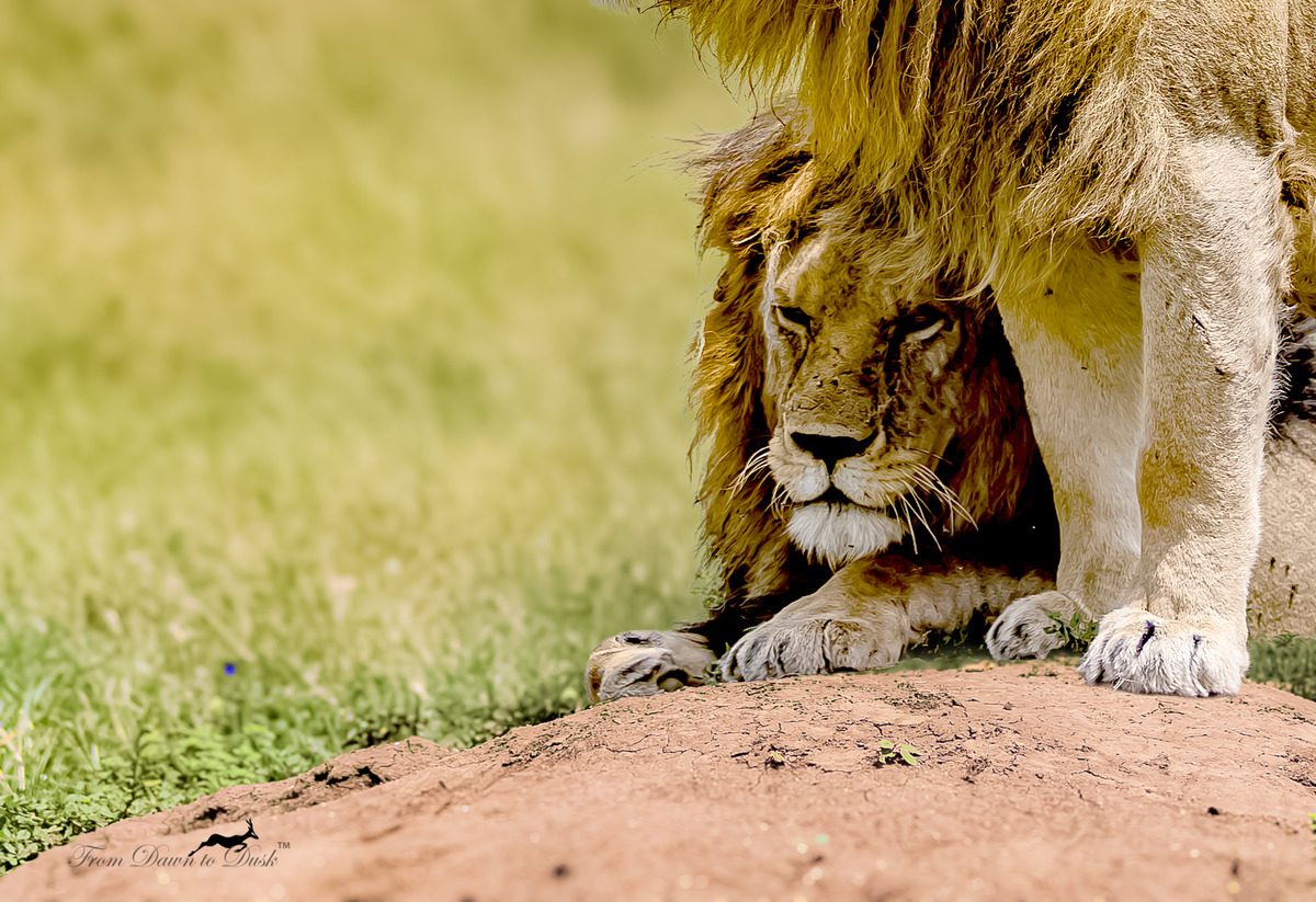 Lion resting beneath another lion's mane