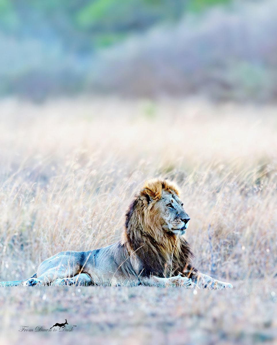 African lion resting in golden grass